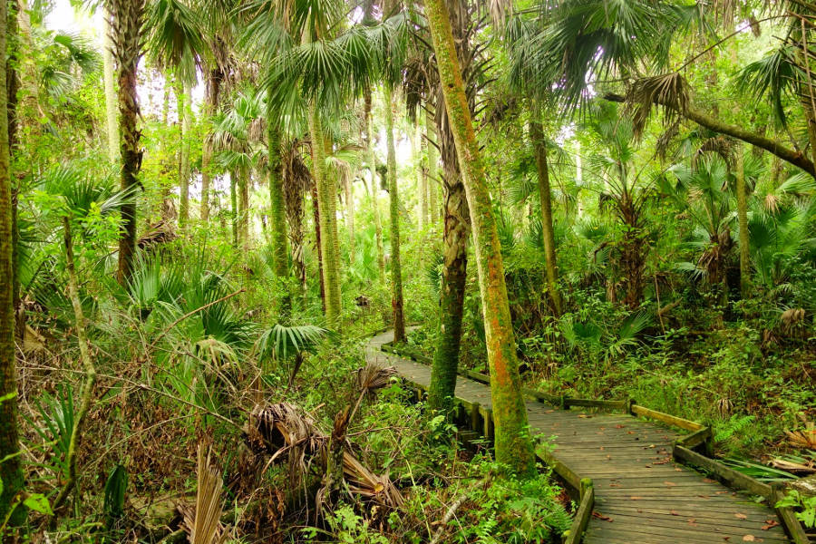 Timucuan Trail im Ocala National Forest