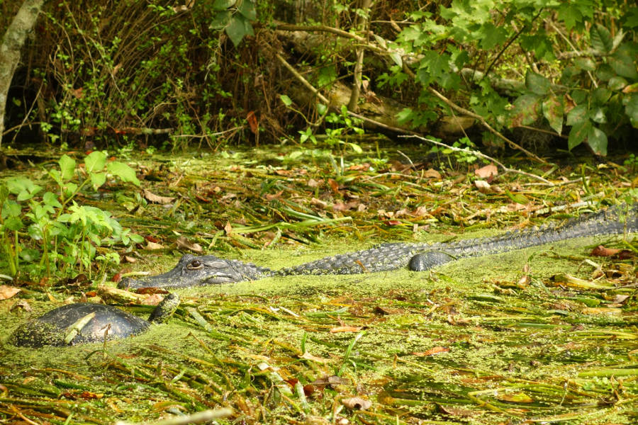 alligator_silver_springs_state_park