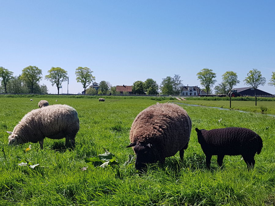 niederlande natur schafe