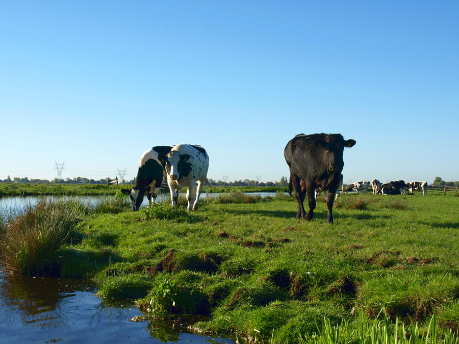 Niederlande Weide