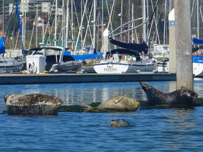 kajak san francisco bucht